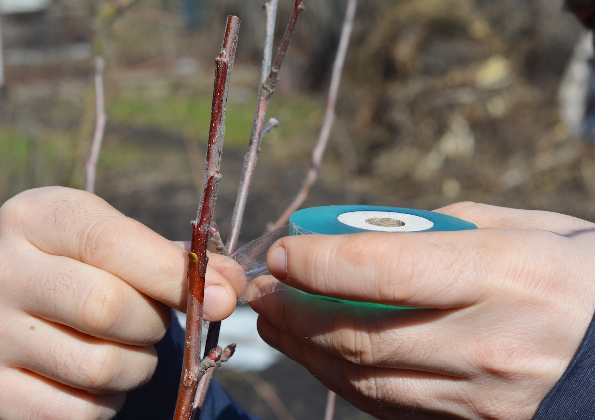Tree Bark Repair Guide How to Repair Tree Bark Damage Minneopa Orchards