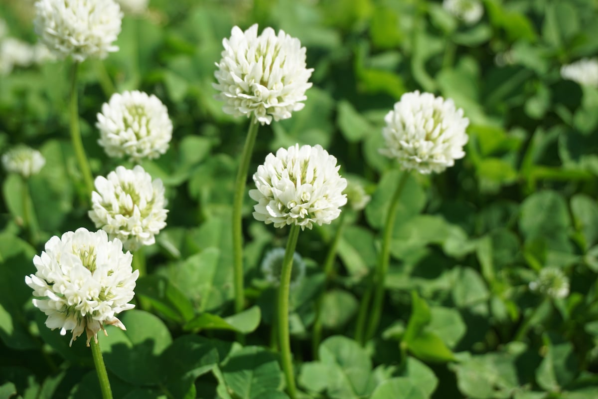 All About White Clover - Minneopa Orchards