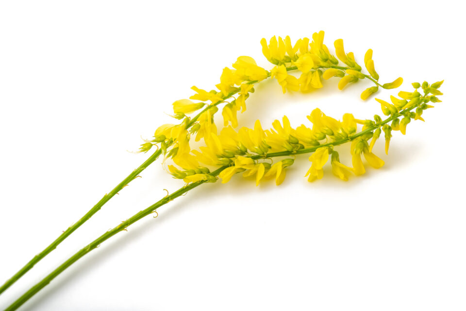 All About Yellow Sweet Clover Minneopa Orchards