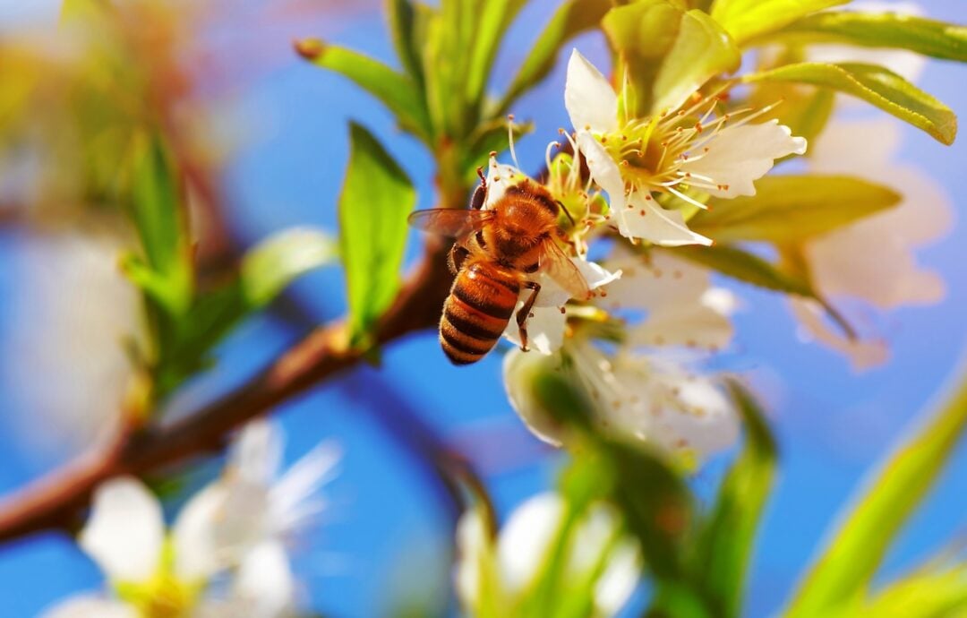 Apple Pollination Chart A Guide With Simplified Steps for Success