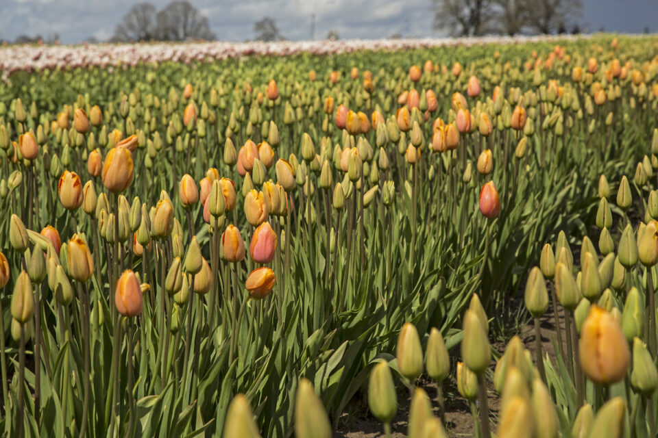 How To Plant Tulip Bulbs In Pots Minneopa Orchards