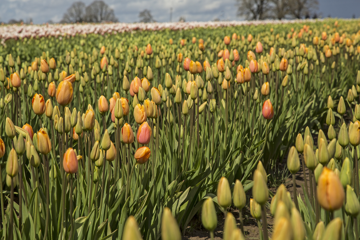 How To Plant Tulip Bulbs In Pots Minneopa Orchards