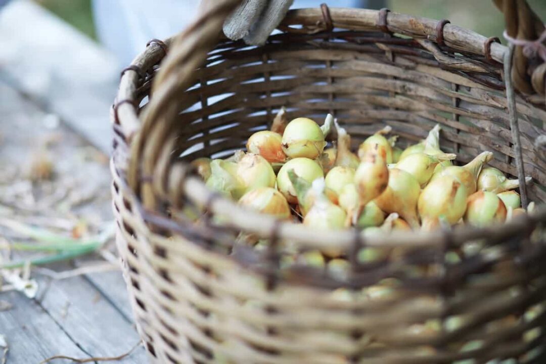 How Long Do Onions Last in the Fridge? Minneopa Orchards