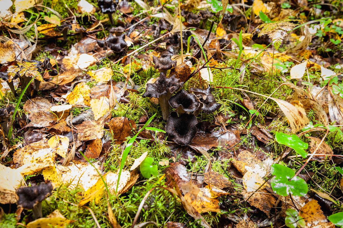 All About the Black Trumpet Mushroom Minneopa Orchards