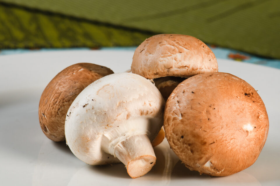 All About the Cremini Mushroom Minneopa Orchards