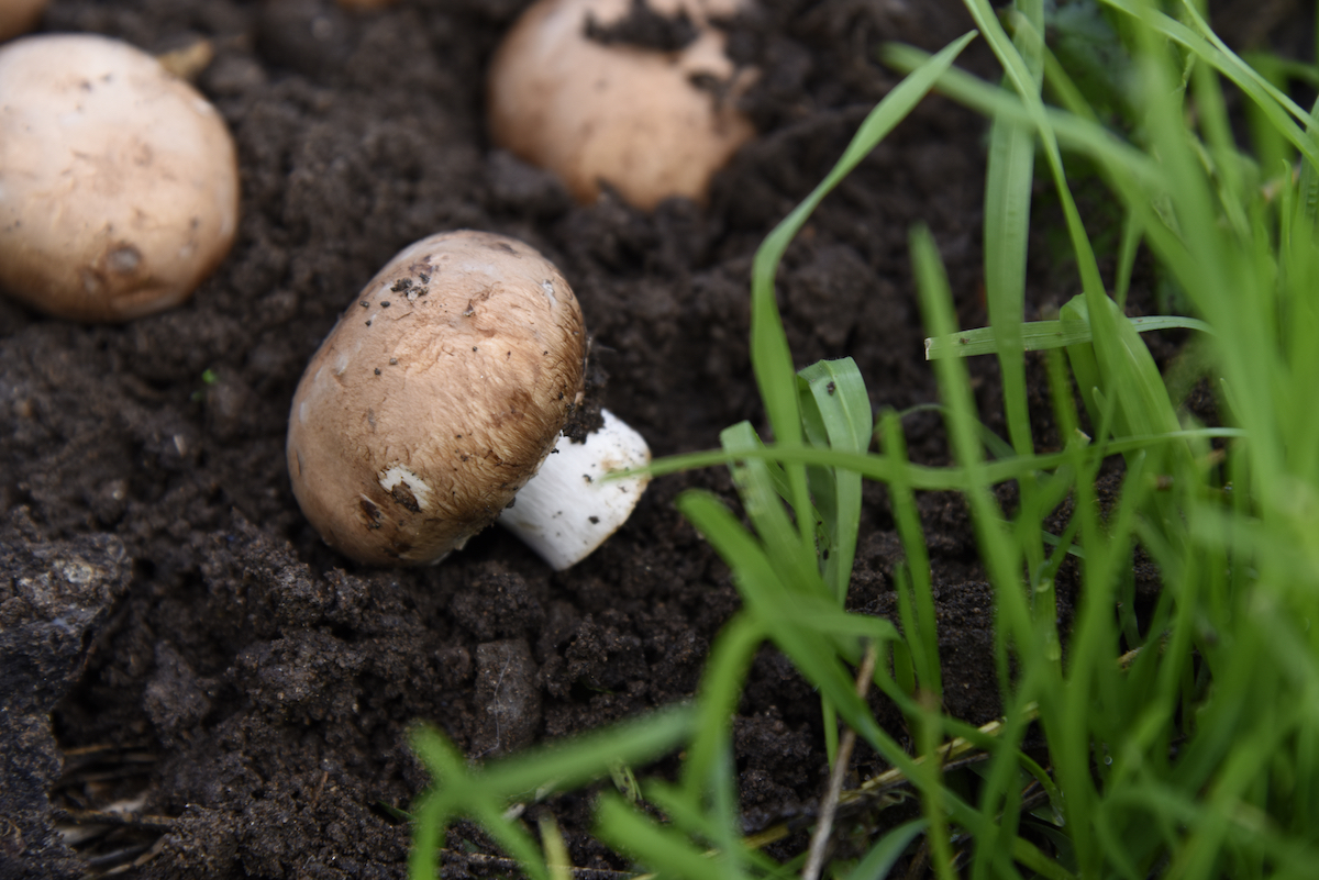 All About the Cremini Mushroom Minneopa Orchards