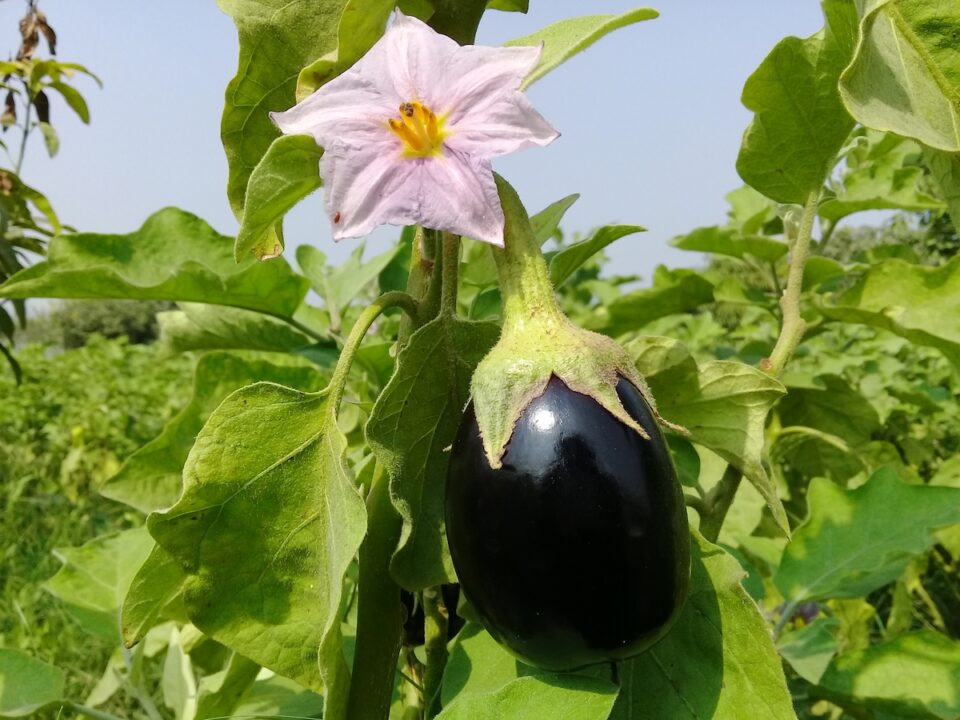 14 Companion Plants For Eggplant Minneopa Orchards