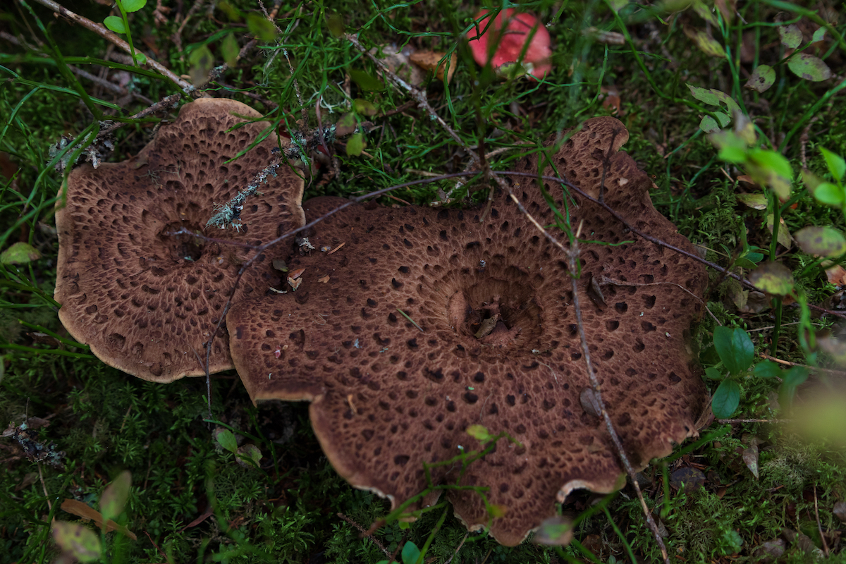 All About the Hedgehog Mushroom - Minneopa Orchards