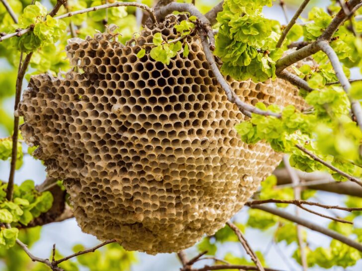 How Do Bees Make Wax Minneopa Orchards