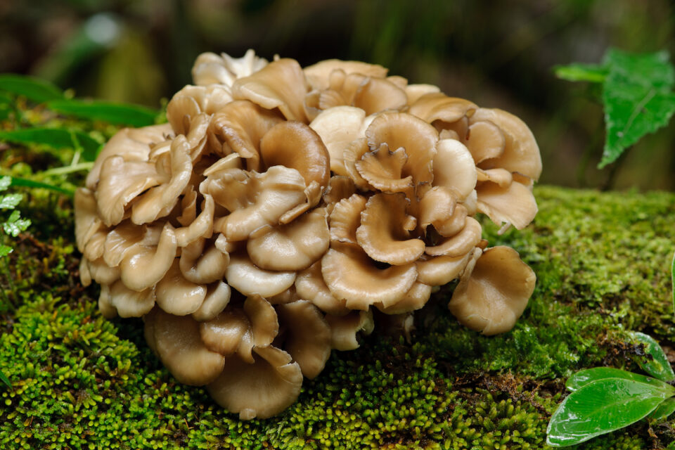Maitake Mushroom Benefits to Health Minneopa Orchards