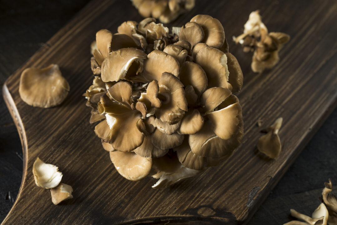 Maitake Mushroom Benefits to Health Minneopa Orchards