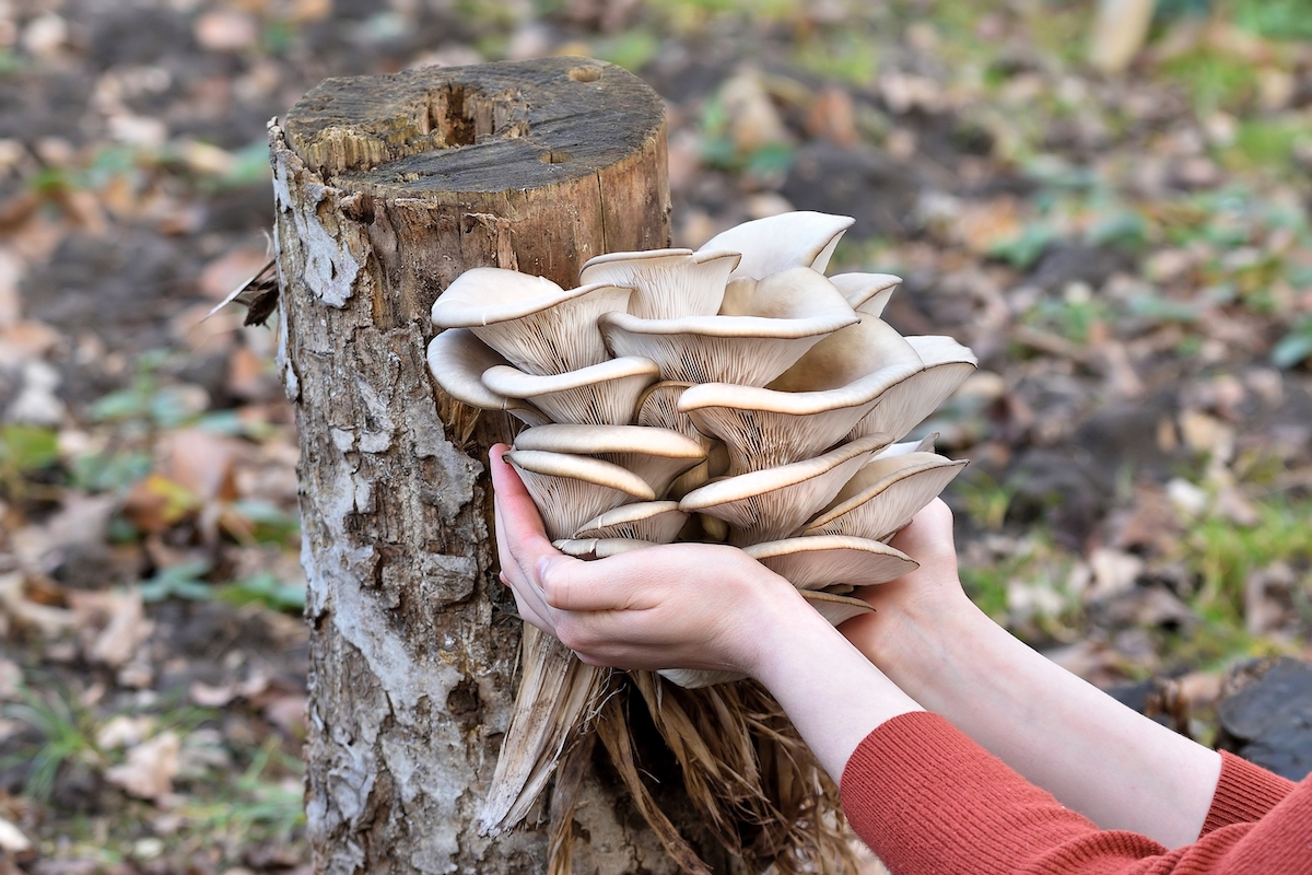 All About the Oyster Mushroom Minneopa Orchards