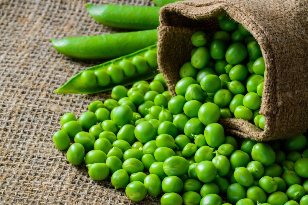 11 Companion Plants For Peas Minneopa Orchards