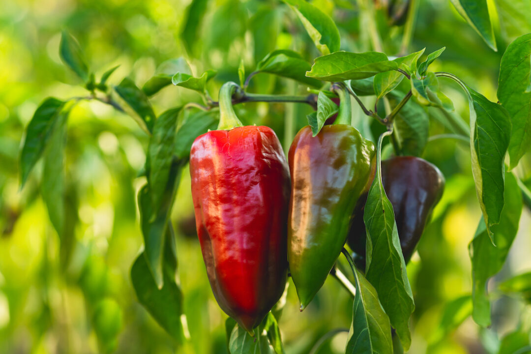 The 26 Best Companion Plants For Peppers Minneopa Orchards