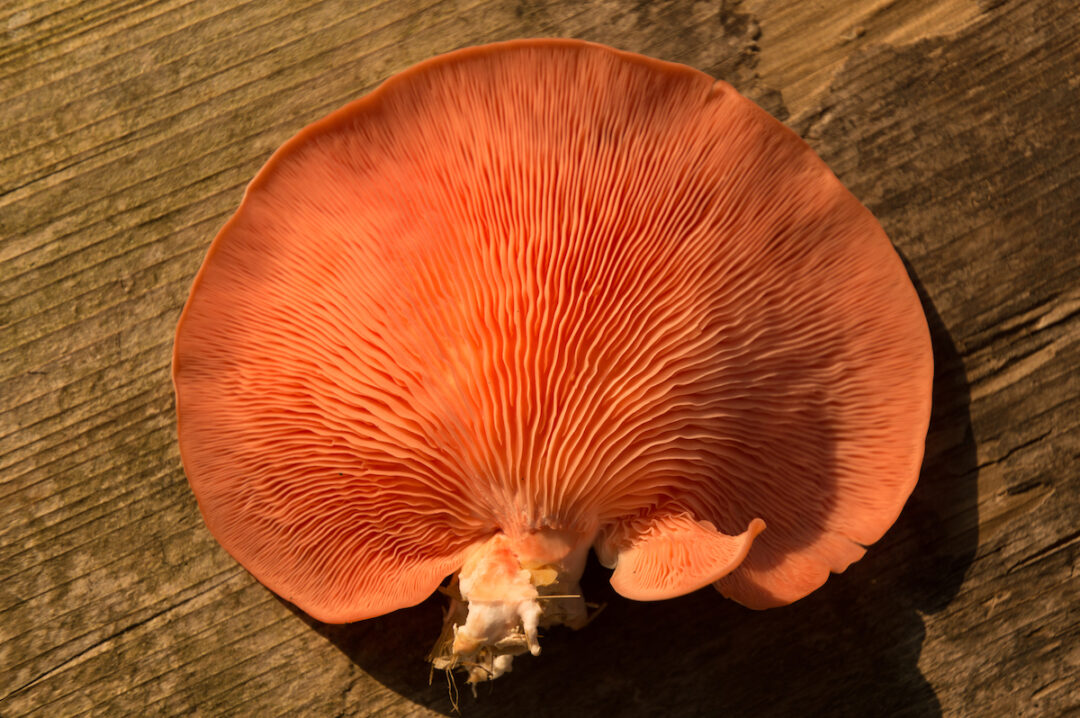 All About The Pink Oyster Mushroom Minneopa Orchards