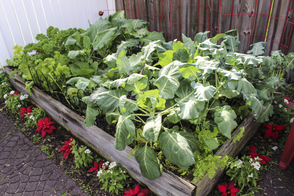Growing Up The Benefits And Basics Of Raised Vegetable Gardens