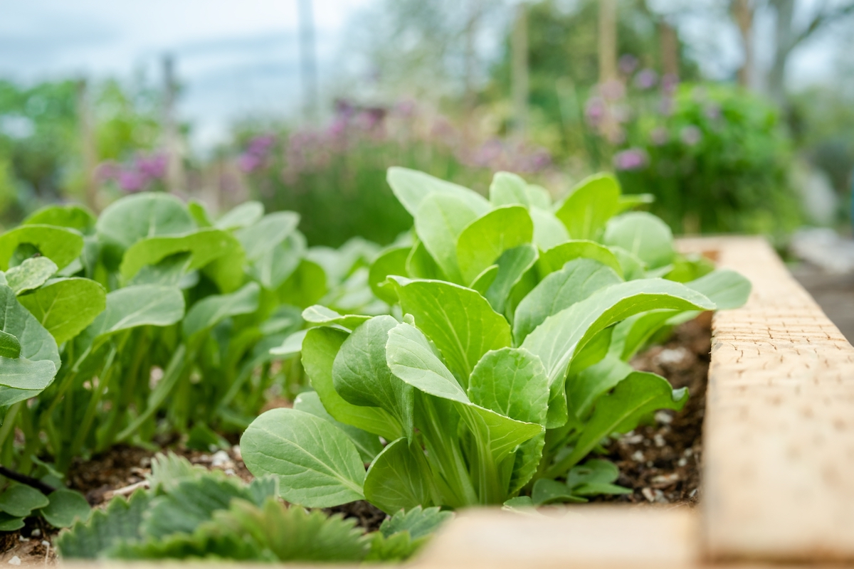 Growing Up The Benefits And Basics Of Raised Vegetable Gardens