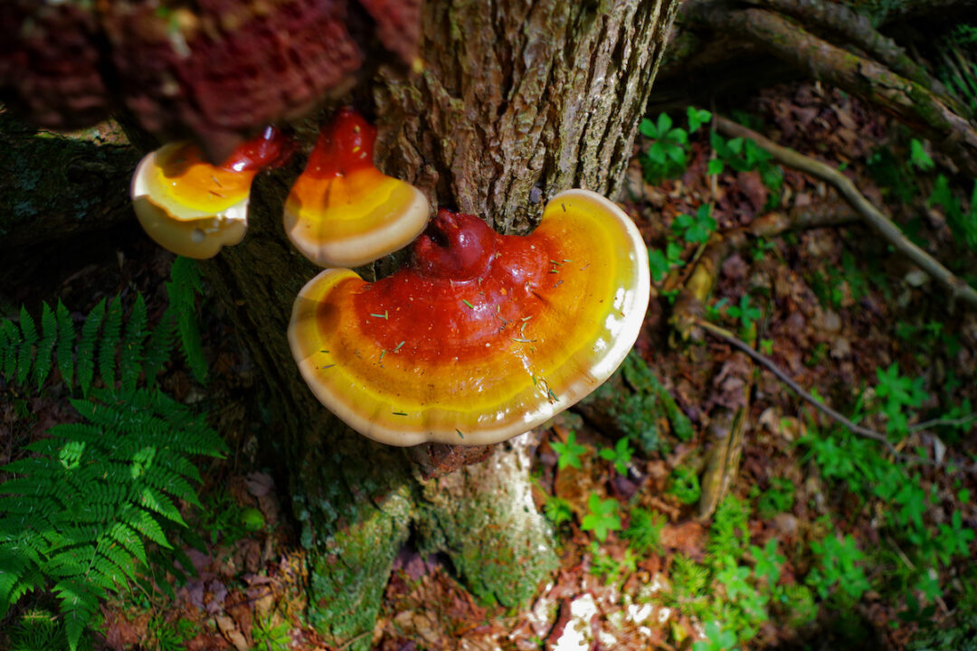 Reishi Mushroom Benefits to Health Minneopa Orchards