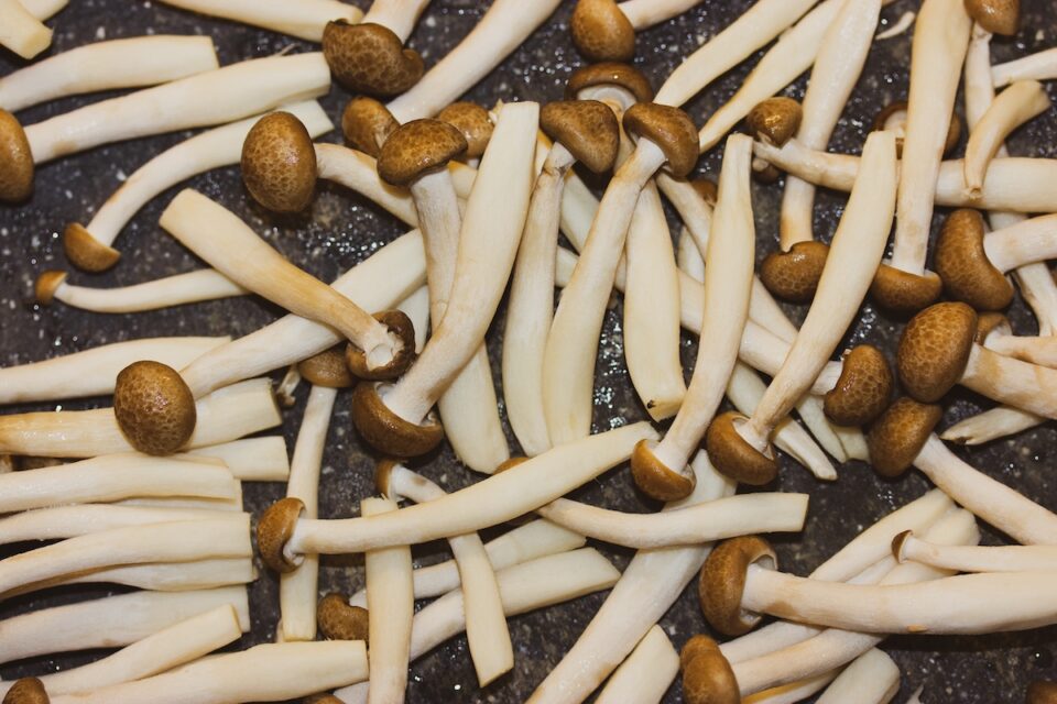 All About the Shimeji Mushroom Minneopa Orchards