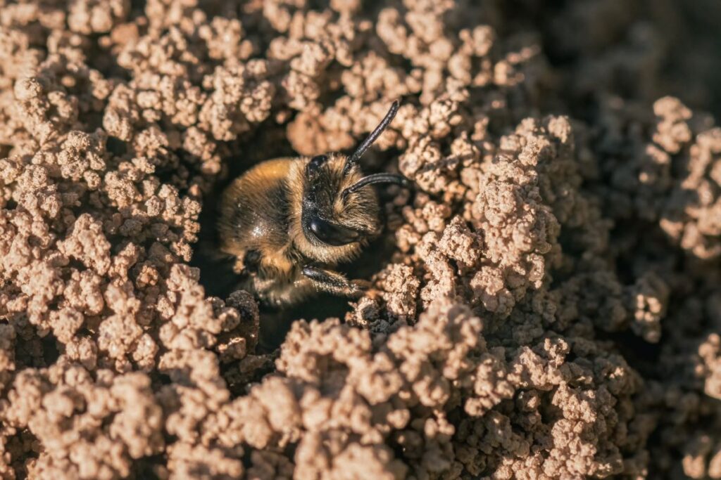 All About Ground Bees Minneopa Orchards All About Ground Bees Minneopa Orchards