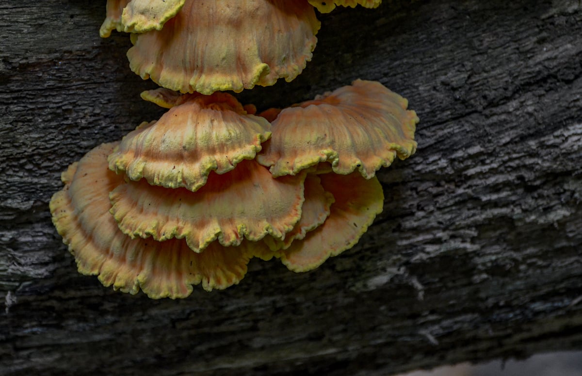 The Turkey Tail Mushroom Minneopa Orchards
