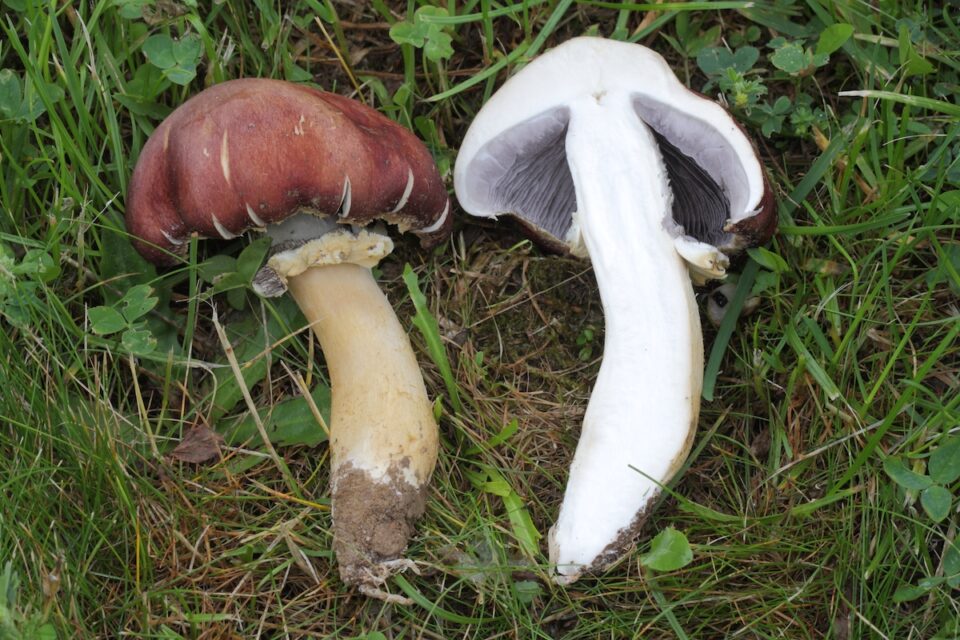 All About the Wine Cap Mushroom Minneopa Orchards