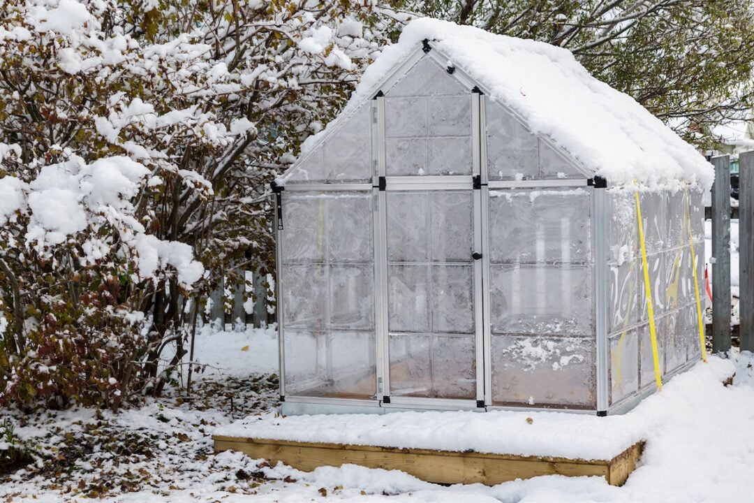 Keep Your Greens Cozy How To Keep Your Greenhouse Warm In Winter