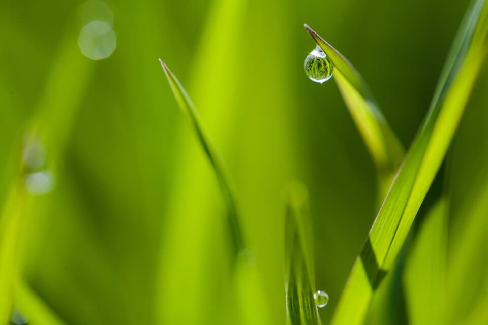 Sunday Lawn Care Review Over 4 Weeks Minneopa Orchards Sunday lawn care review over 4 weeks minneopa orchards