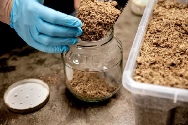 Image showcasing The Essential Guide to Mushroom Substrate: Types, Preparation, and ...