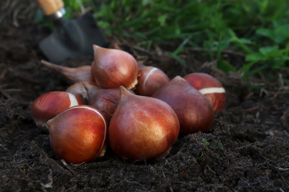 How To Store Tulip Bulbs Minneopa Orchards