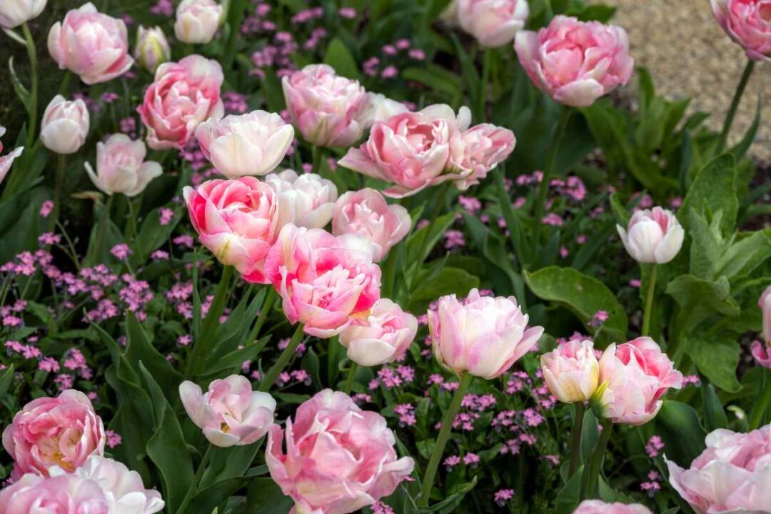 The Angelique Tulip How To Cultivate And Enjoy These Stunning Blooms 