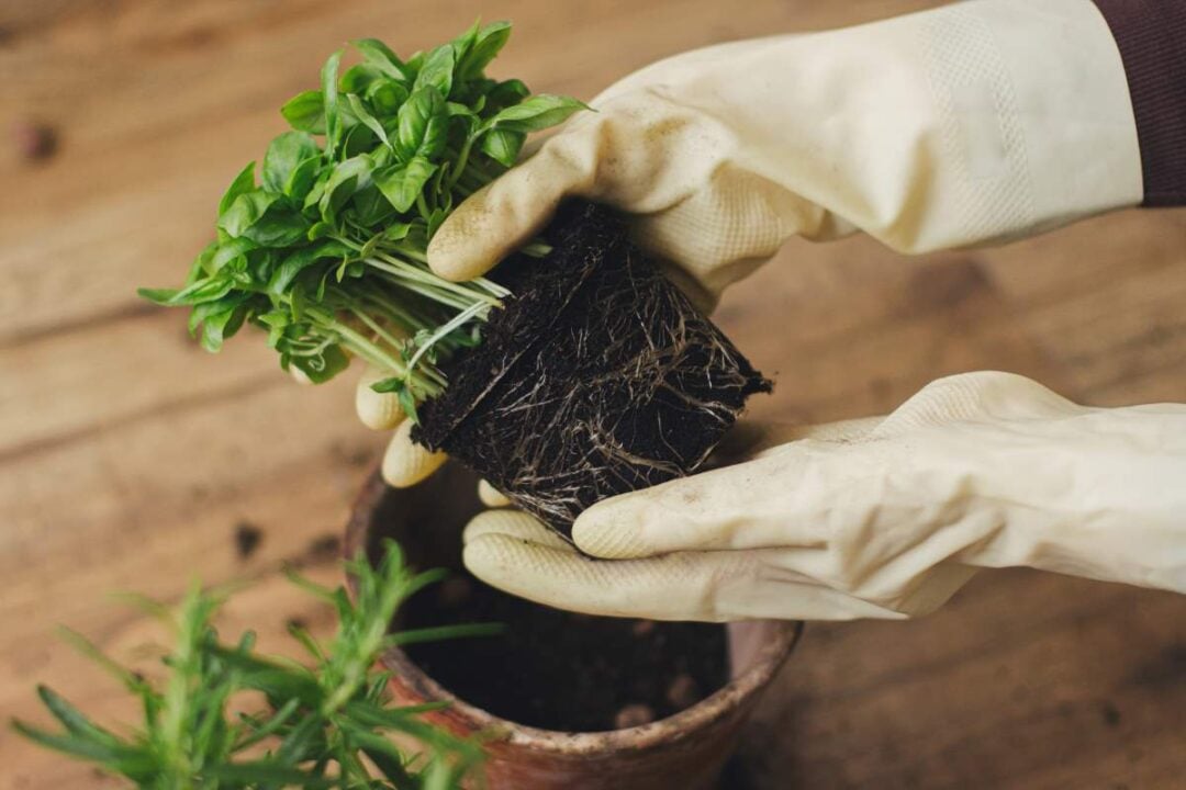 Propagating Basil: Grow a Bounty of Fragrant Herbs - Minneopa Orchards