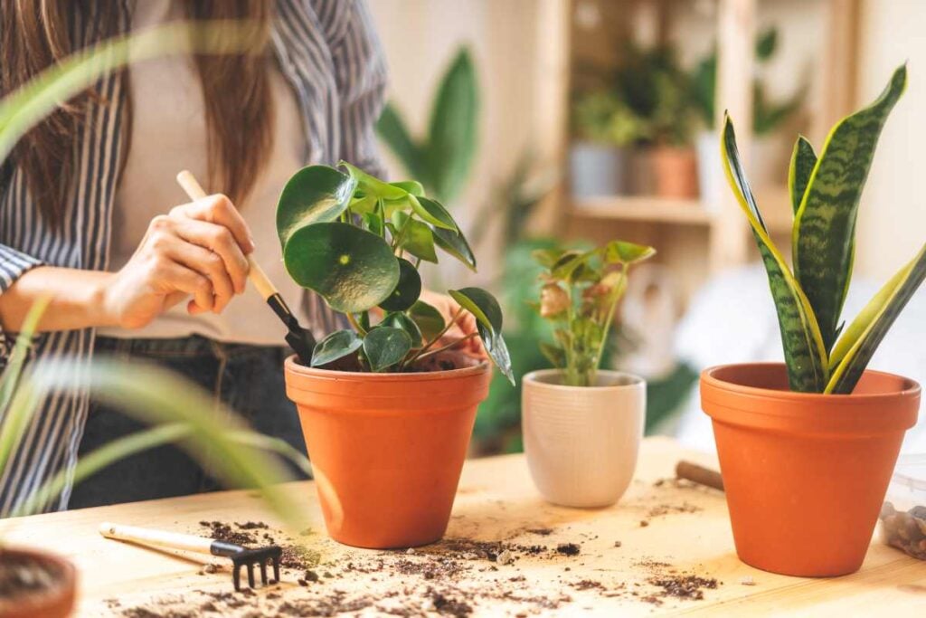 Propagating Peperomia: Brighten Your Home With These Leafy Houseplants ...