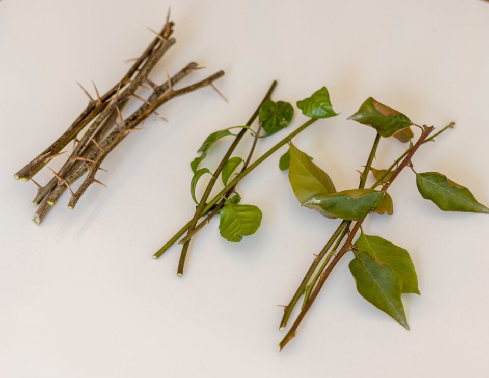 Propagating Bougainvillea: A Guide for Vibrant Vines - Minneopa Orchards