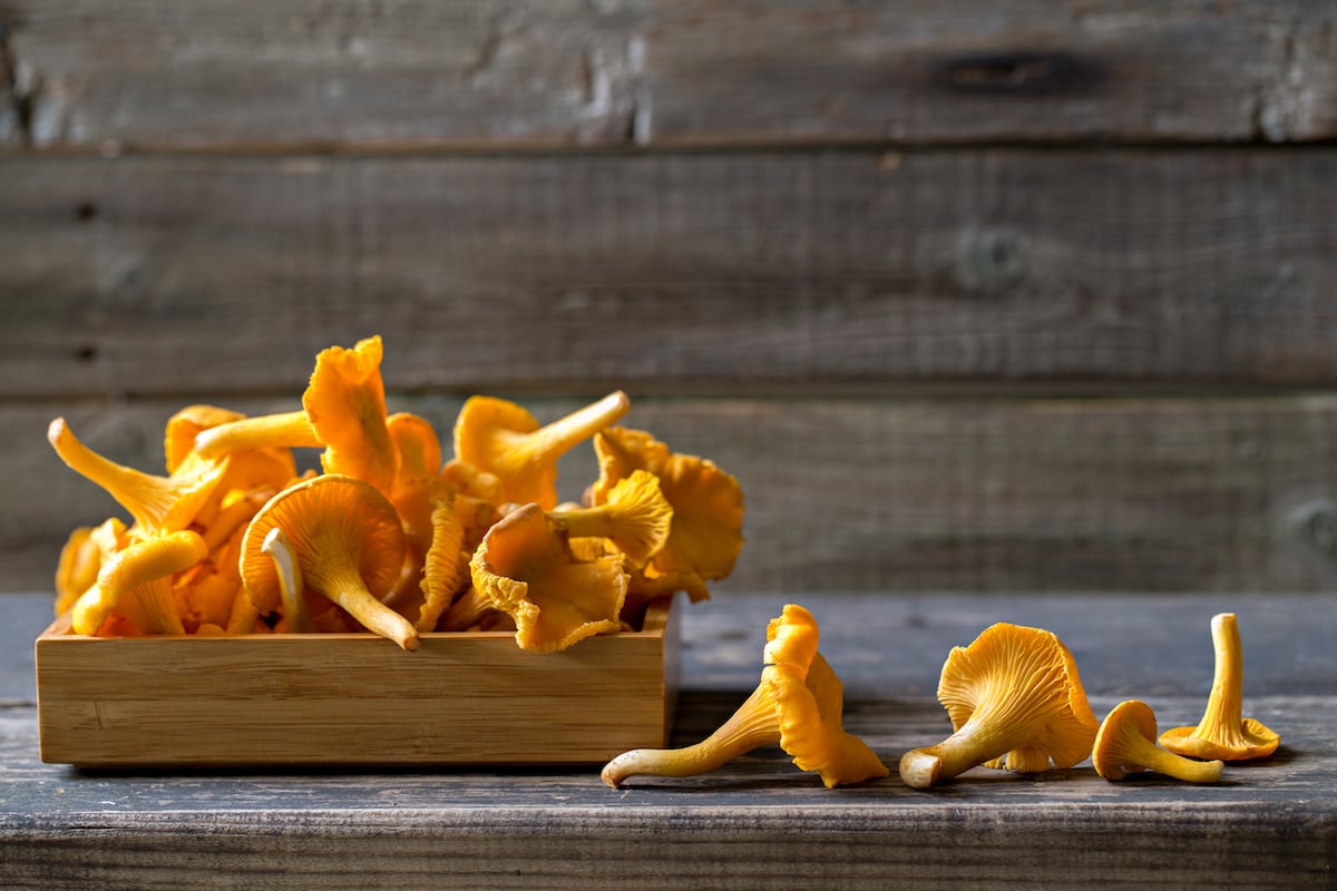 The Chanterelle Mushroom Minneopa Orchards