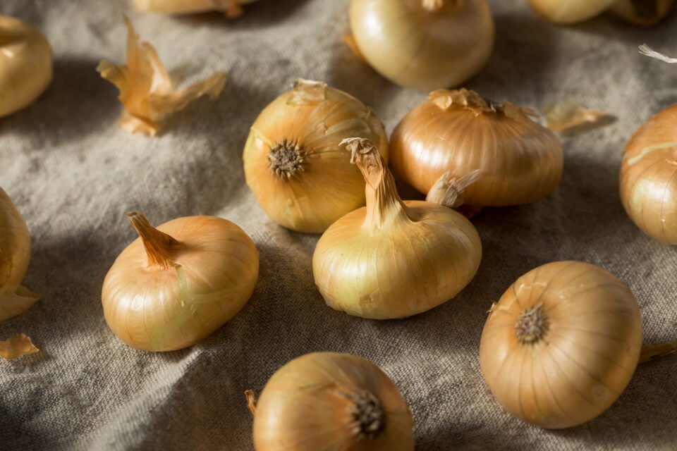 All About Cipollini Onions - Minneopa Orchards