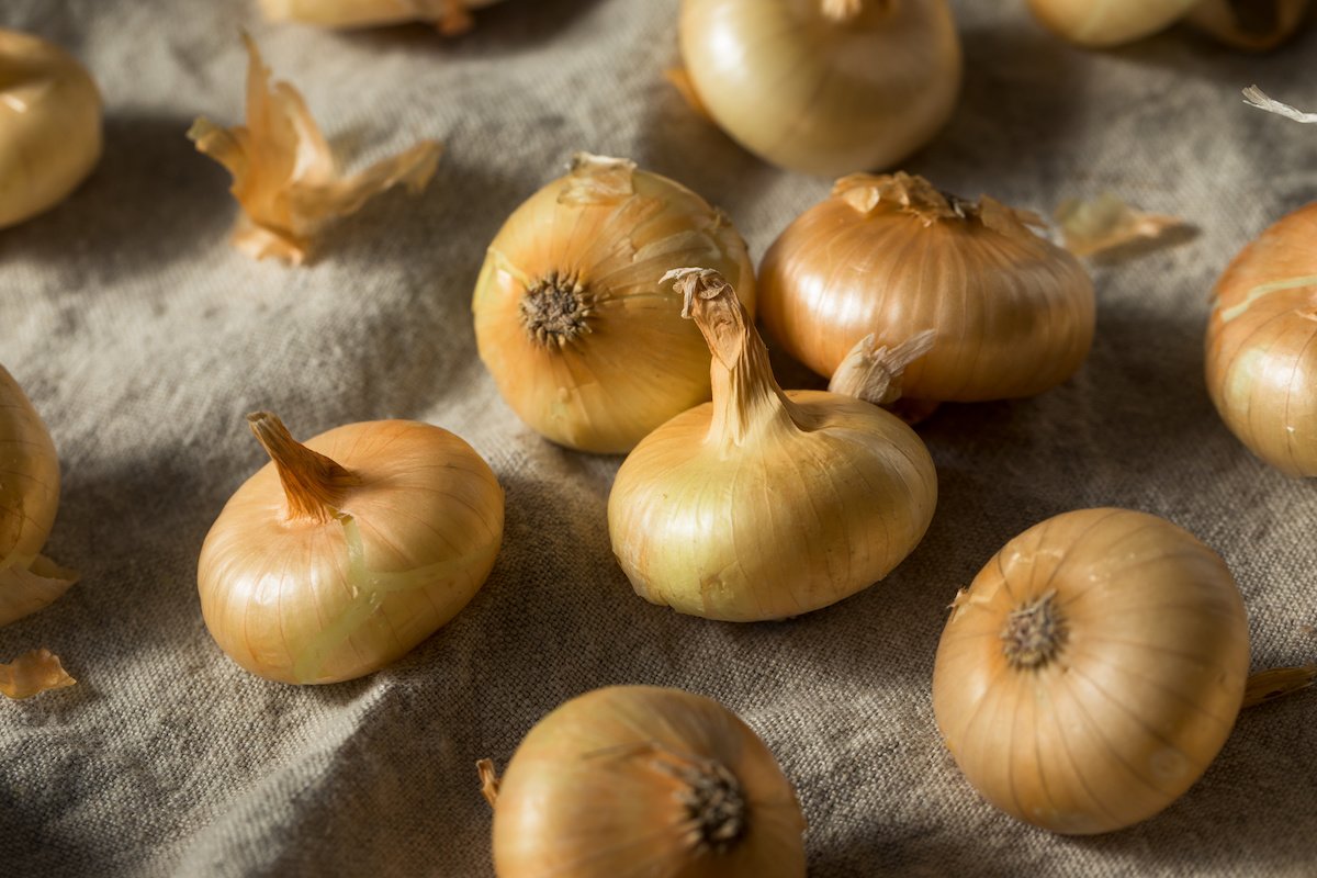 All About Cipollini Onions Minneopa Orchards