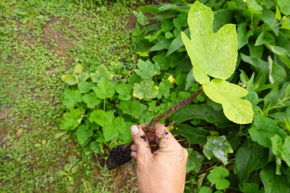 Propagating Fiddle Leaf Fig Your Simple Guide to Lush Foliage