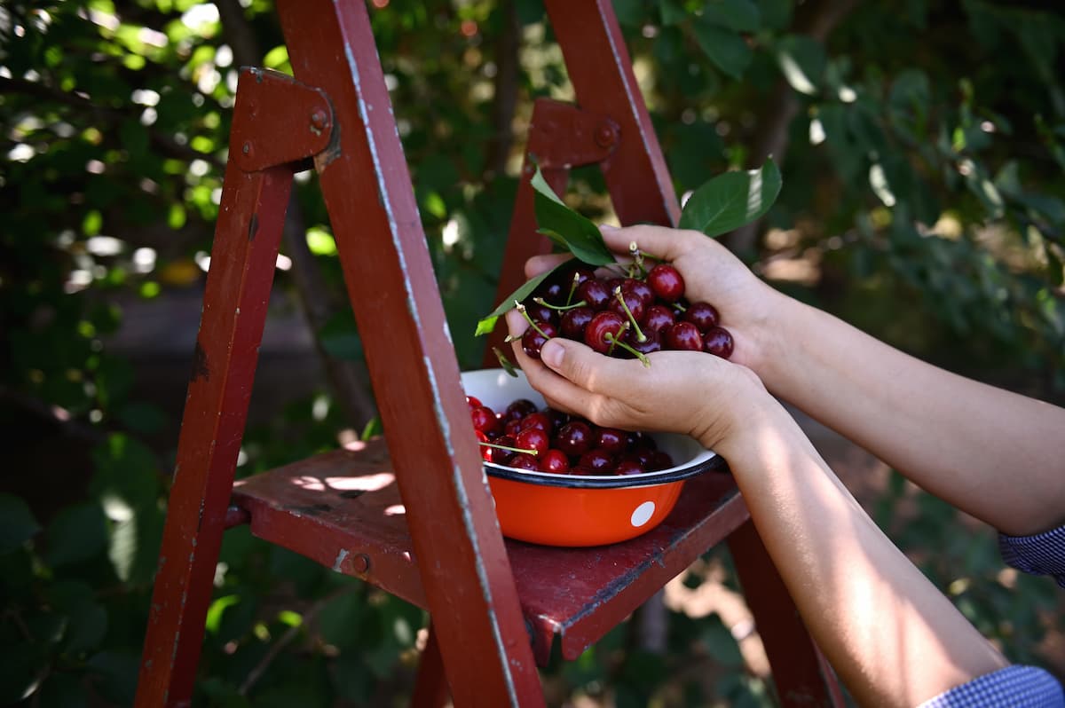 Fruit Trees To Plant in the Fall - Minneopa Orchards