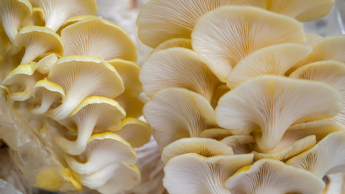 The Golden Oyster Mushroom Minneopa Orchards