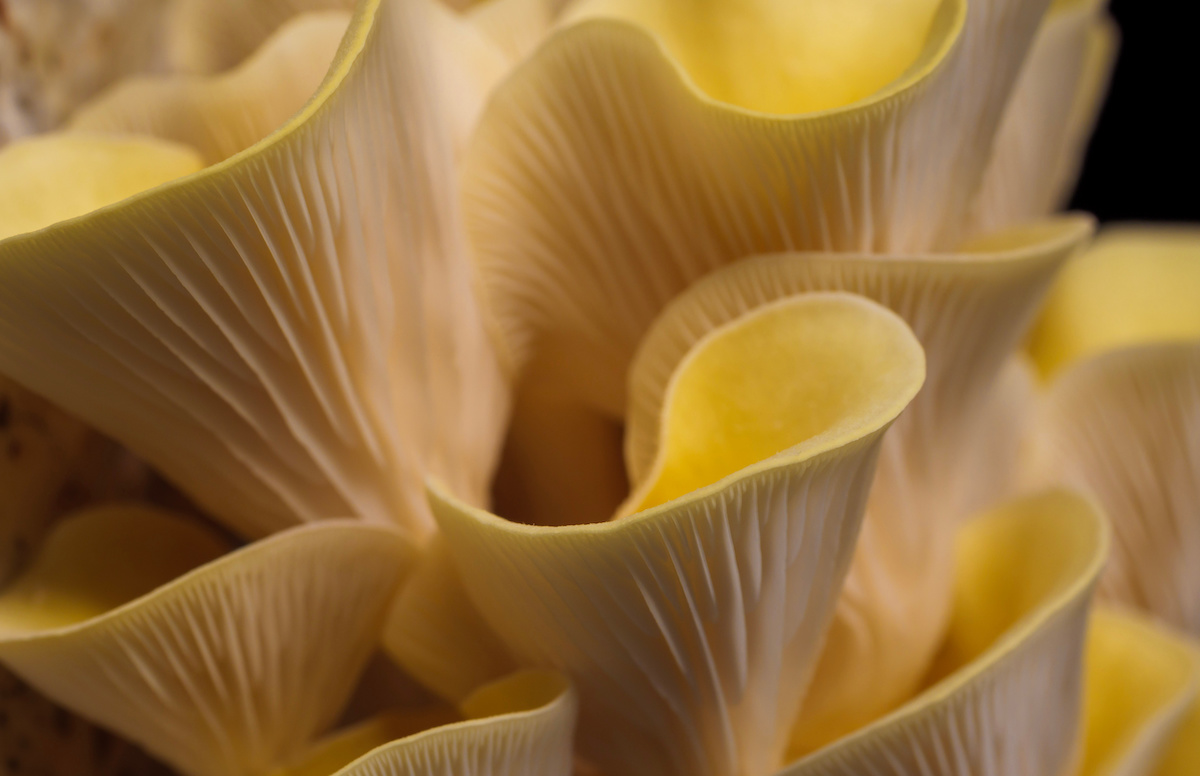 The Golden Oyster Mushroom Minneopa Orchards