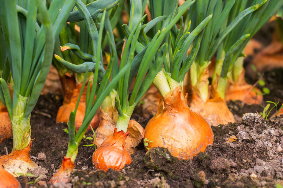 How To Grow Onions Minneopa Orchards