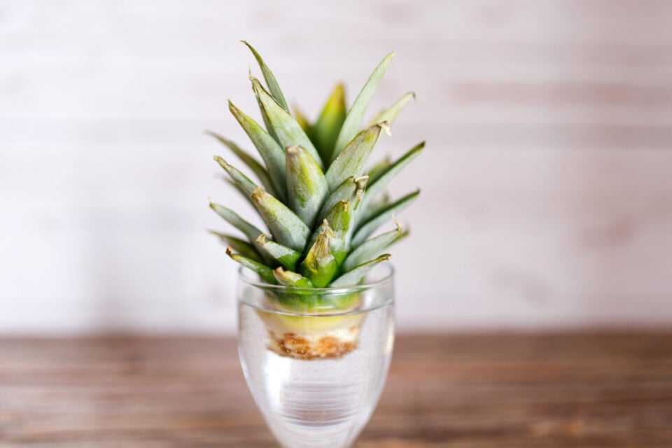 Propagating Pineapple: A Sweet Guide for Tropical Fruits - Minneopa ...