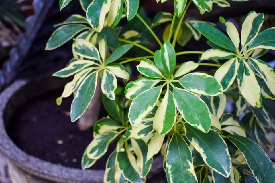 Propagating Umbrella Plant Create a Canopy of Green in Your Home