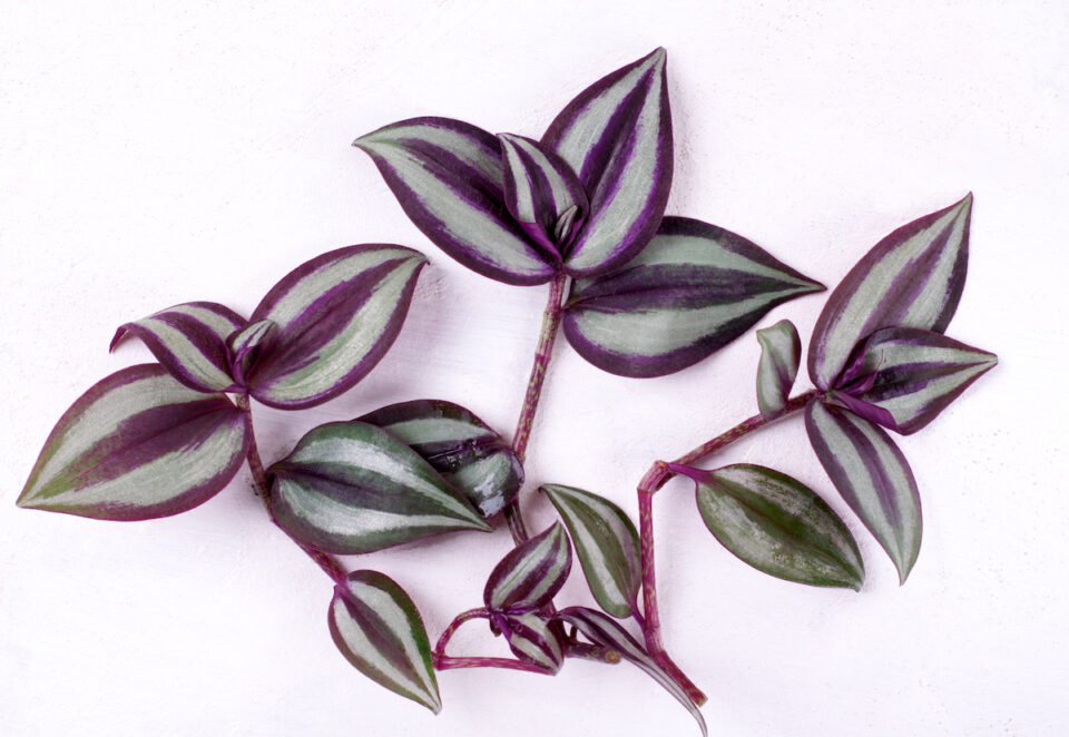Propagating Wandering Jew Easy Techniques for a Cascading Plant