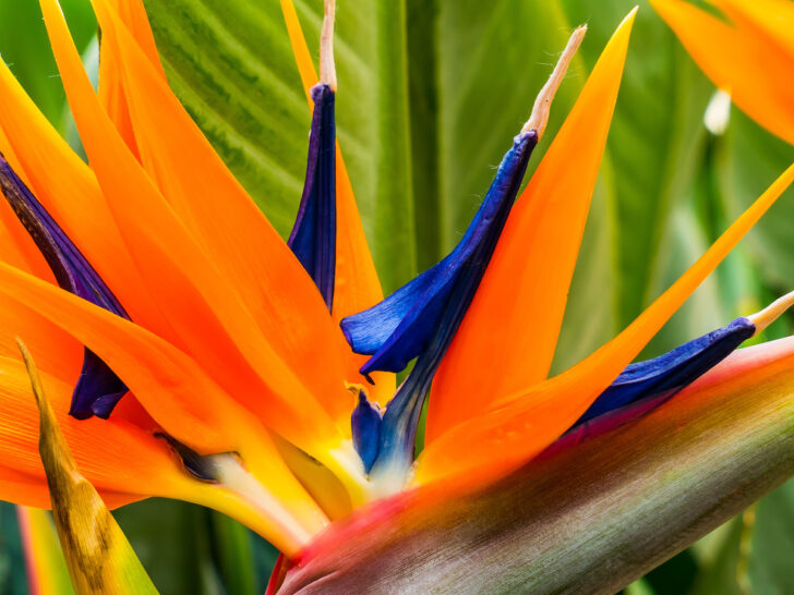 Propagating Bird of Paradise: Bring a Touch of the Tropics Home