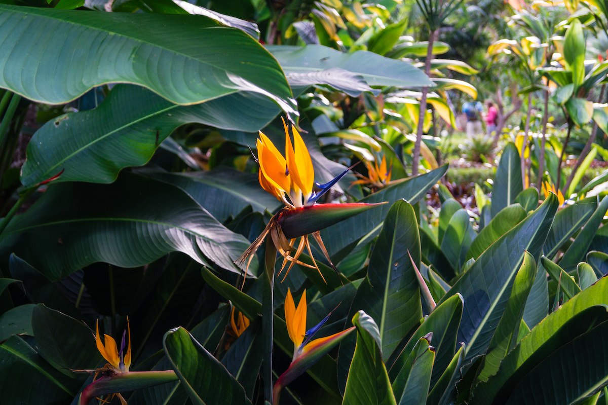 Propagating Bird of Paradise: Bring a Touch of the Tropics Home