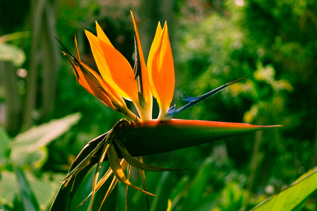 Propagating Bird of Paradise: Bring a Touch of the Tropics Home
