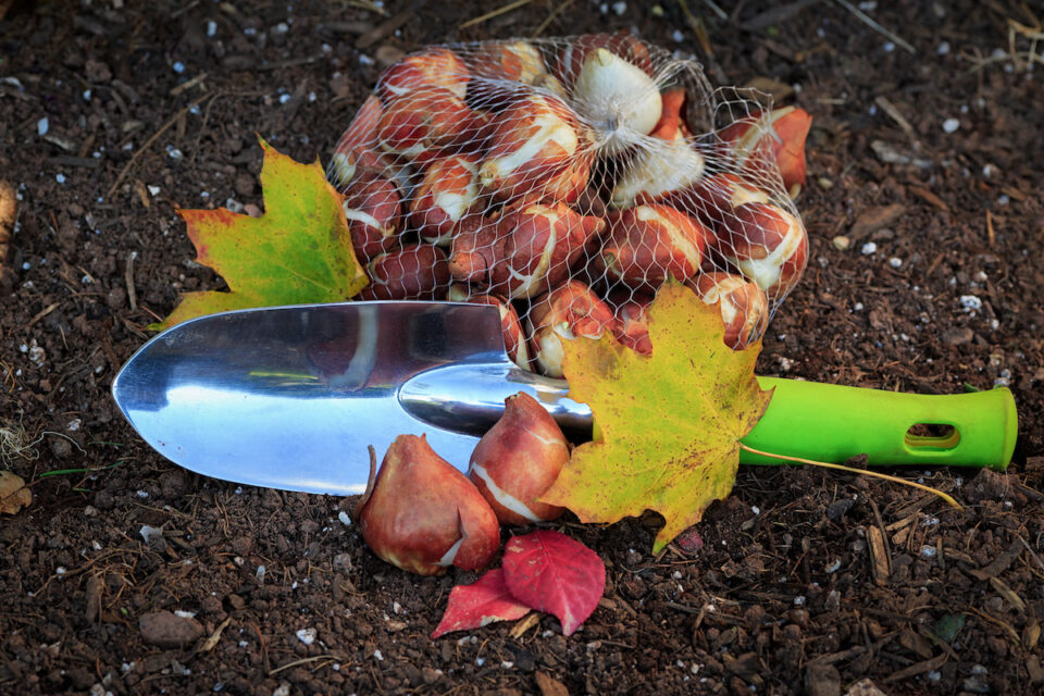 The Benefits of Planting Bulbs in Fall Minneopa Orchards