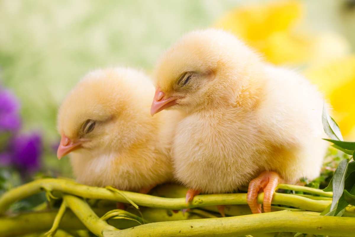 21 Fascinating Chicken Facts Every Poultry Owner Should Know Minneopa